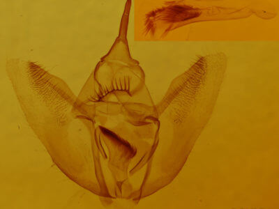 genitalia view of adult Eutrapela clemataria