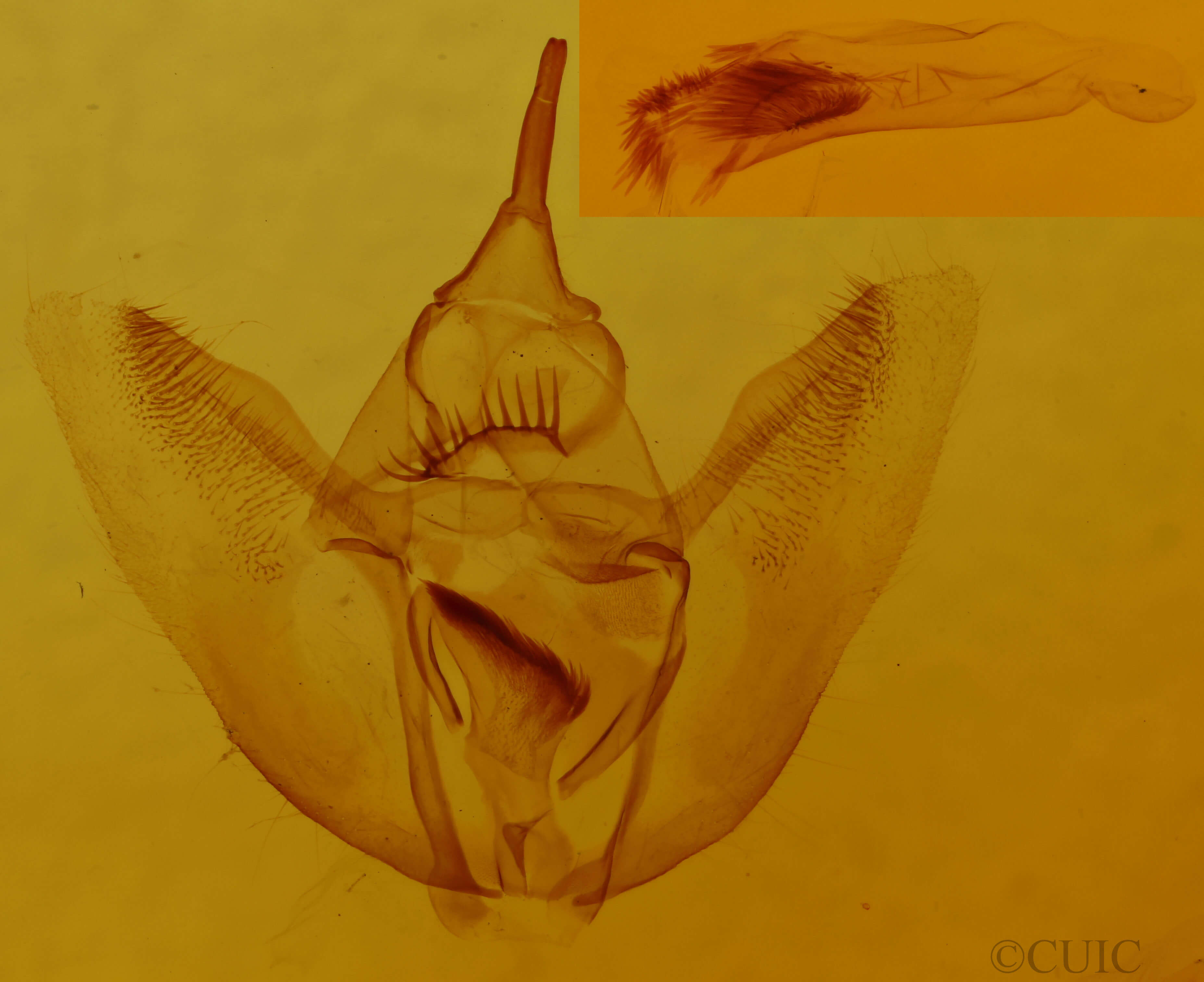 genitalia view of adult Eutrapela clemataria