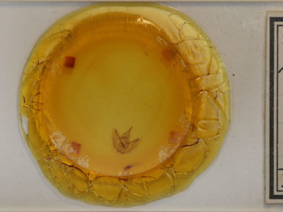 slide view of adult Eutrapela clemataria