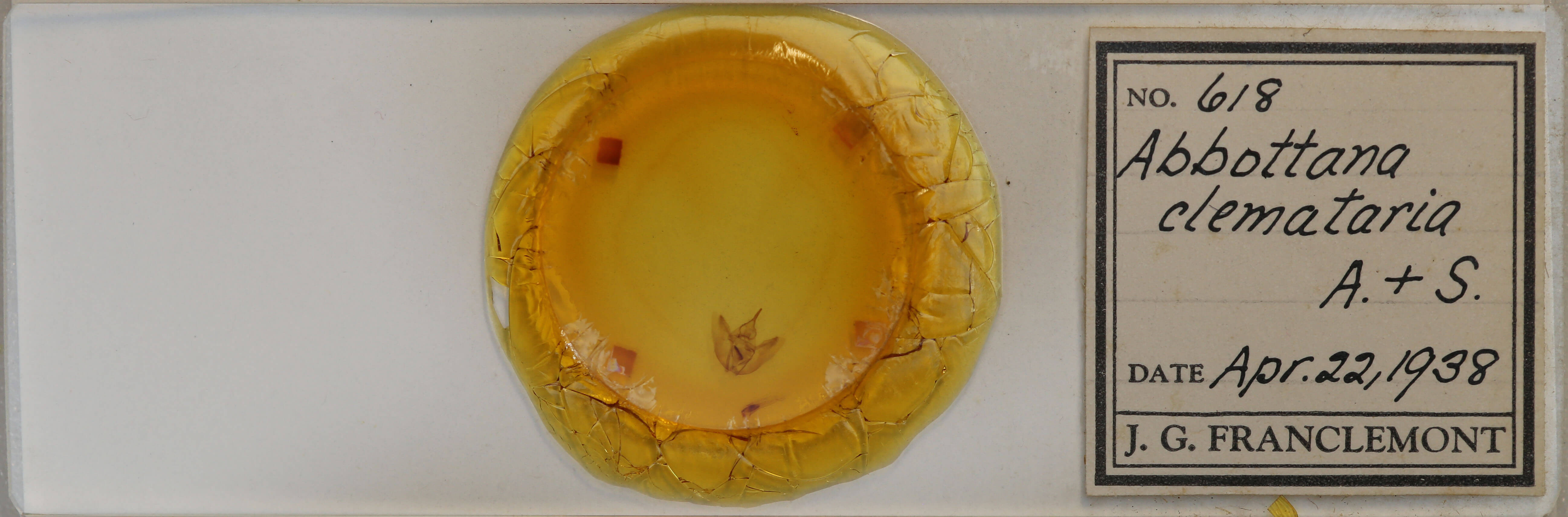 slide view of adult Eutrapela clemataria