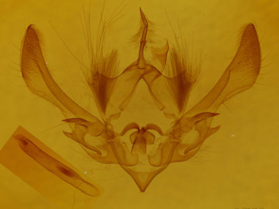 genitalia view of adult Achatia distincta