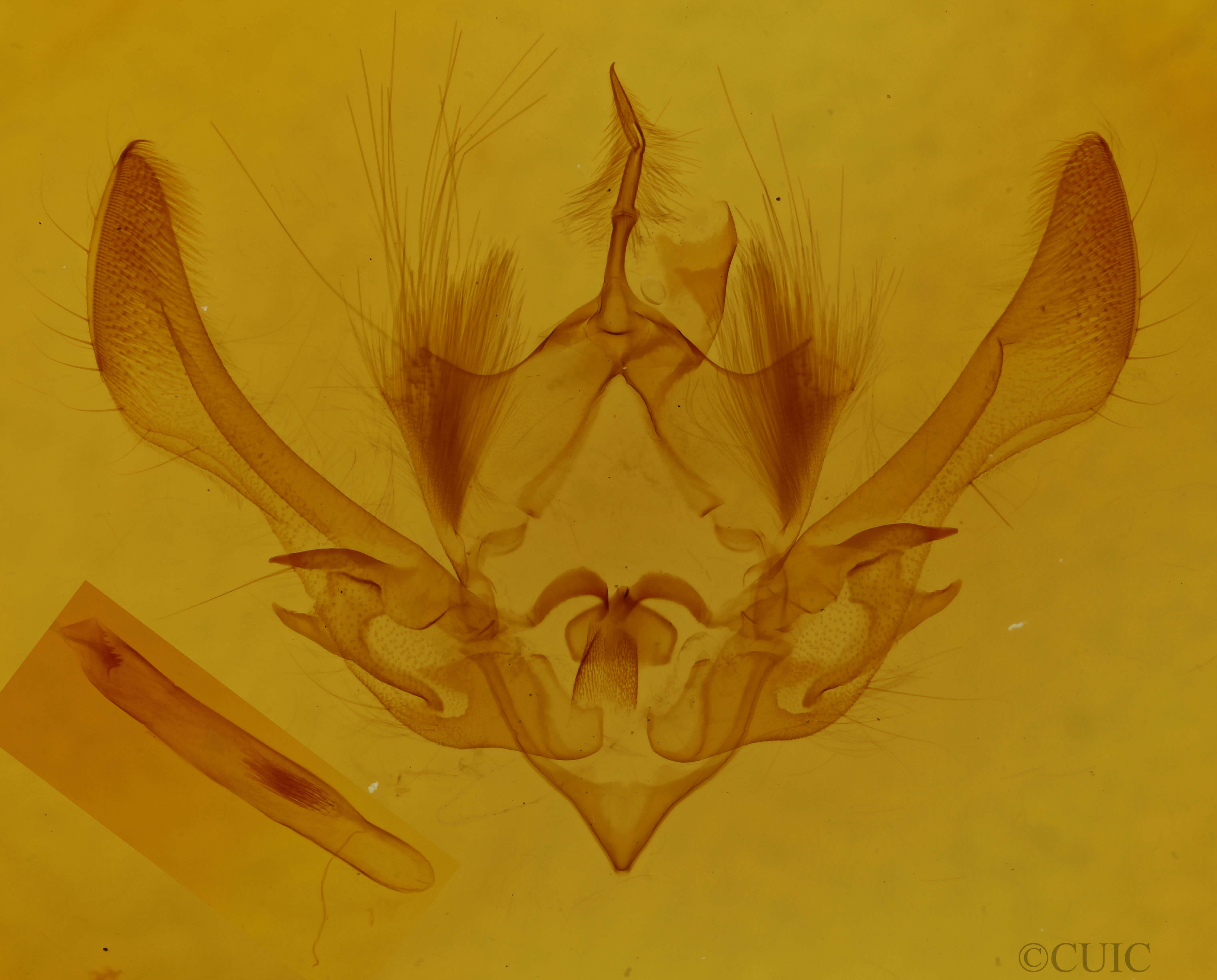 genitalia view of adult Achatia distincta