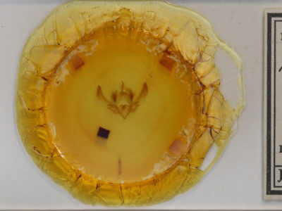 slide view of adult Achatia distincta