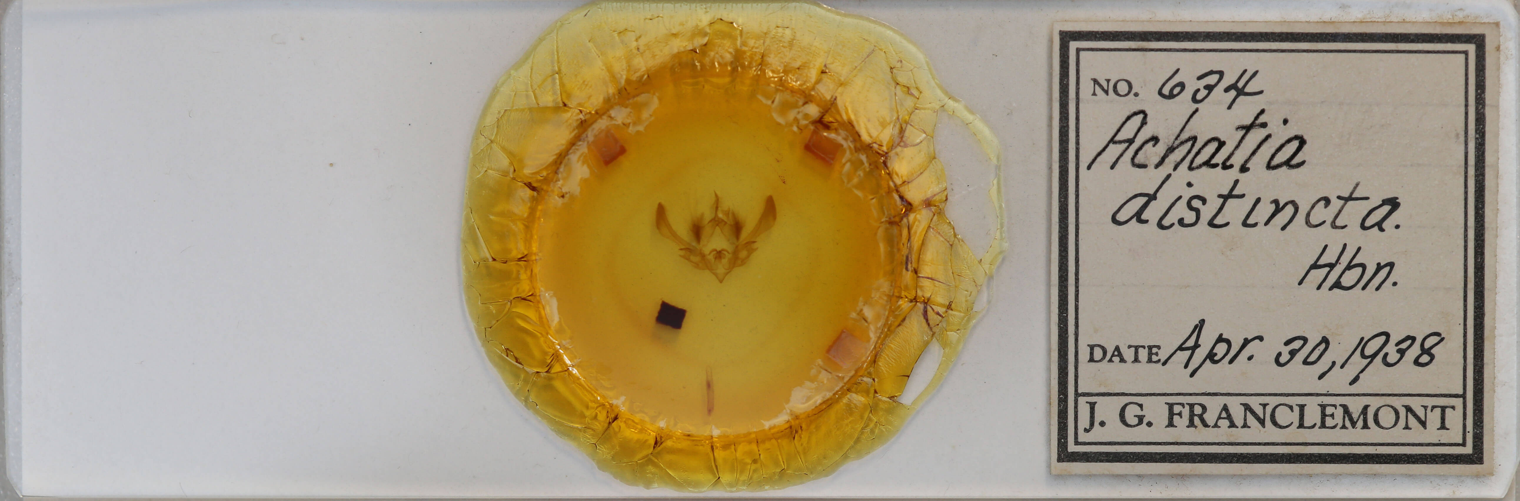 slide view of adult Achatia distincta