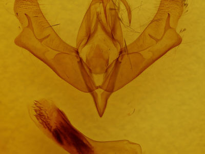 genitalia view of adult Acronicta afflicta