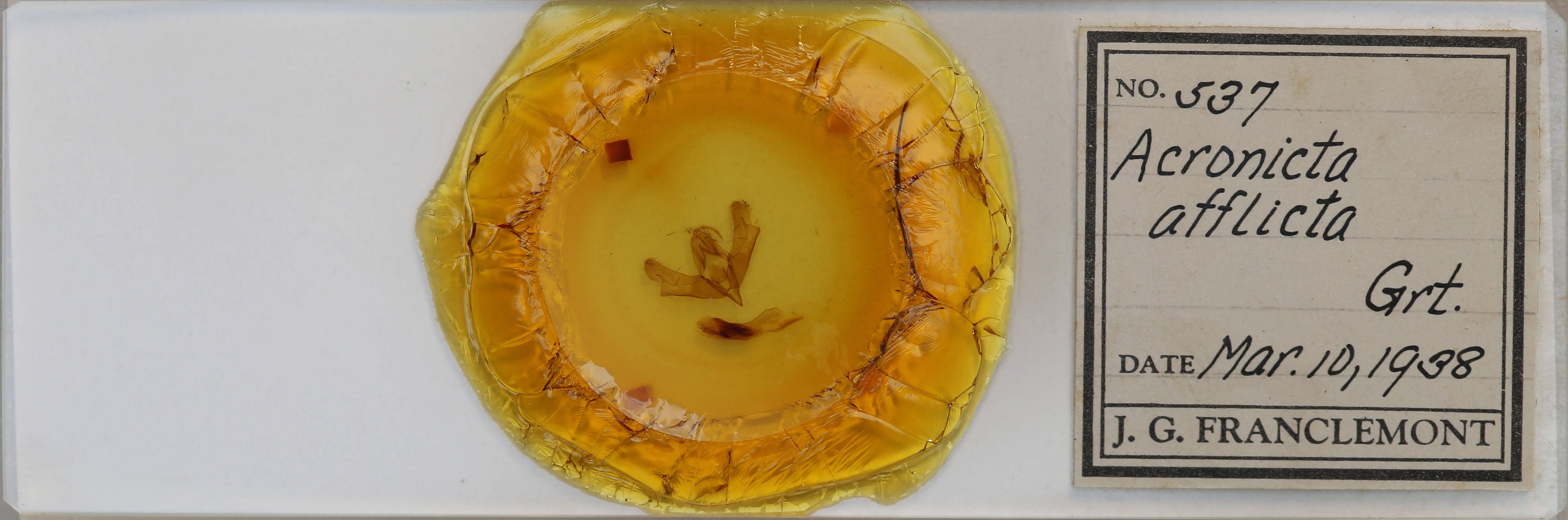 slide view of adult Acronicta afflicta