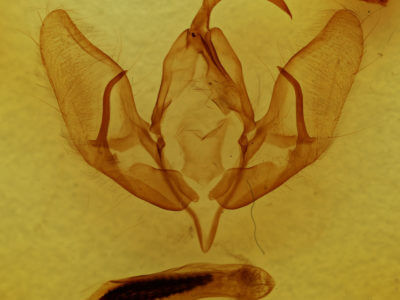 genitalia view of adult Acronicta americana