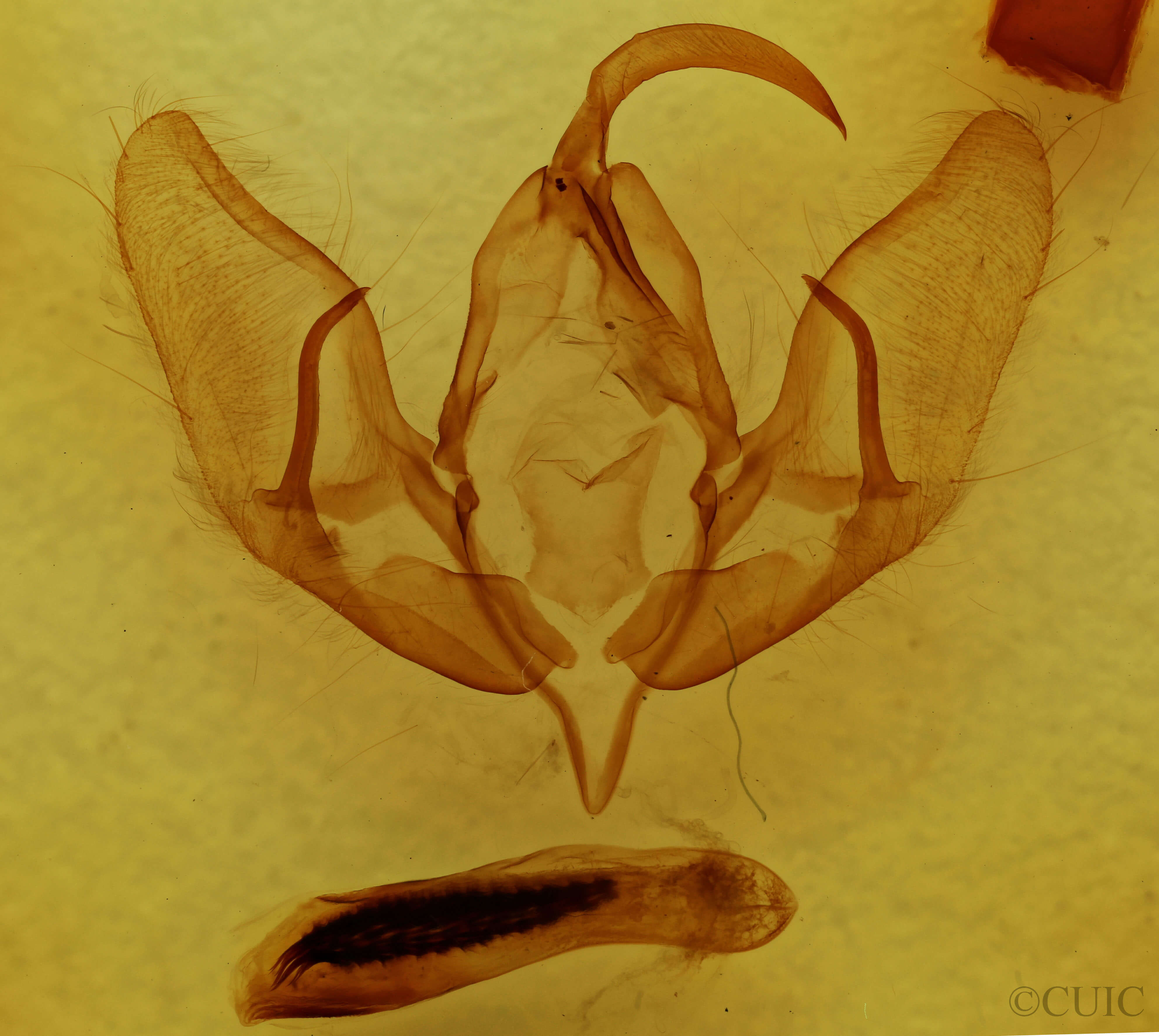 genitalia view of adult Acronicta americana