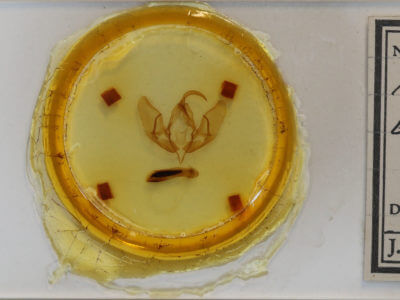 slide view of adult Acronicta americana