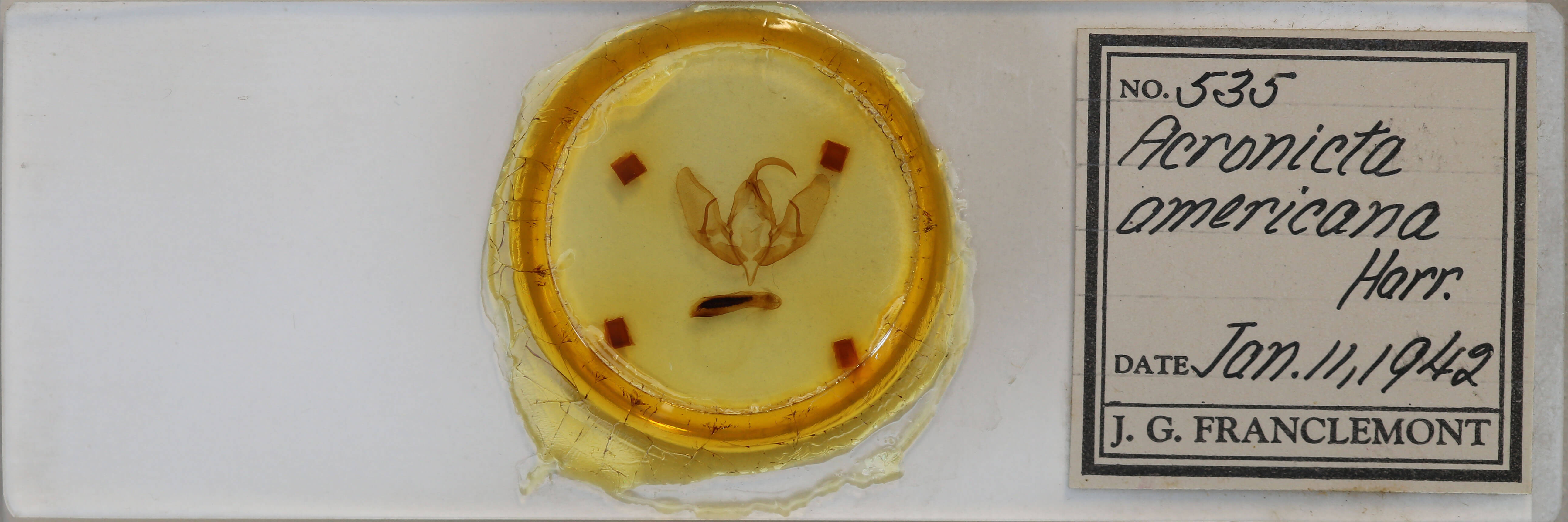 slide view of adult Acronicta americana
