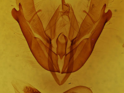 genitalia view of adult Acronicta hamamelis
