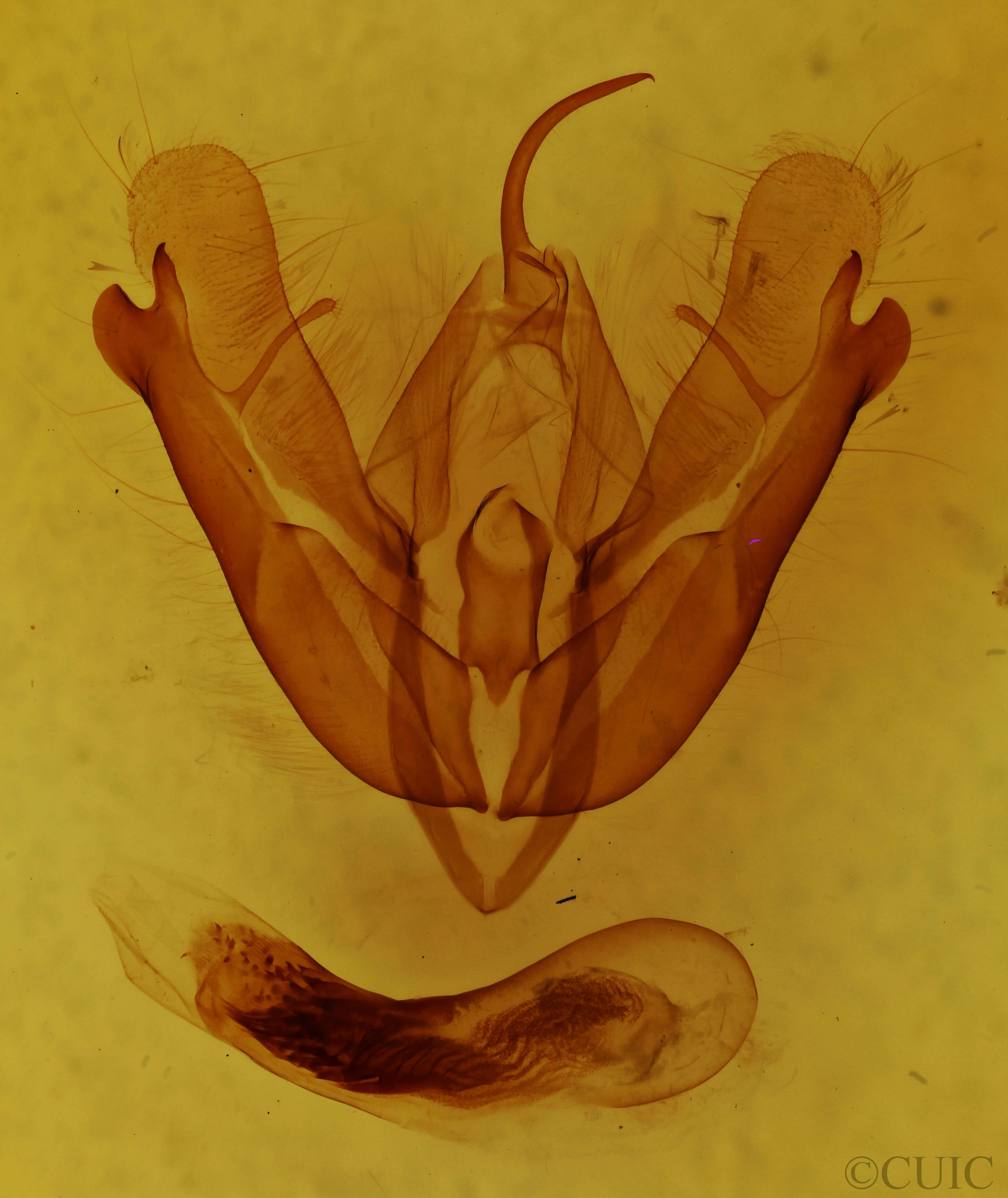 genitalia view of adult Acronicta hamamelis