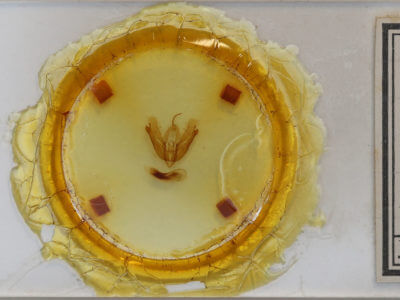 slide view of adult Acronicta hamamelis