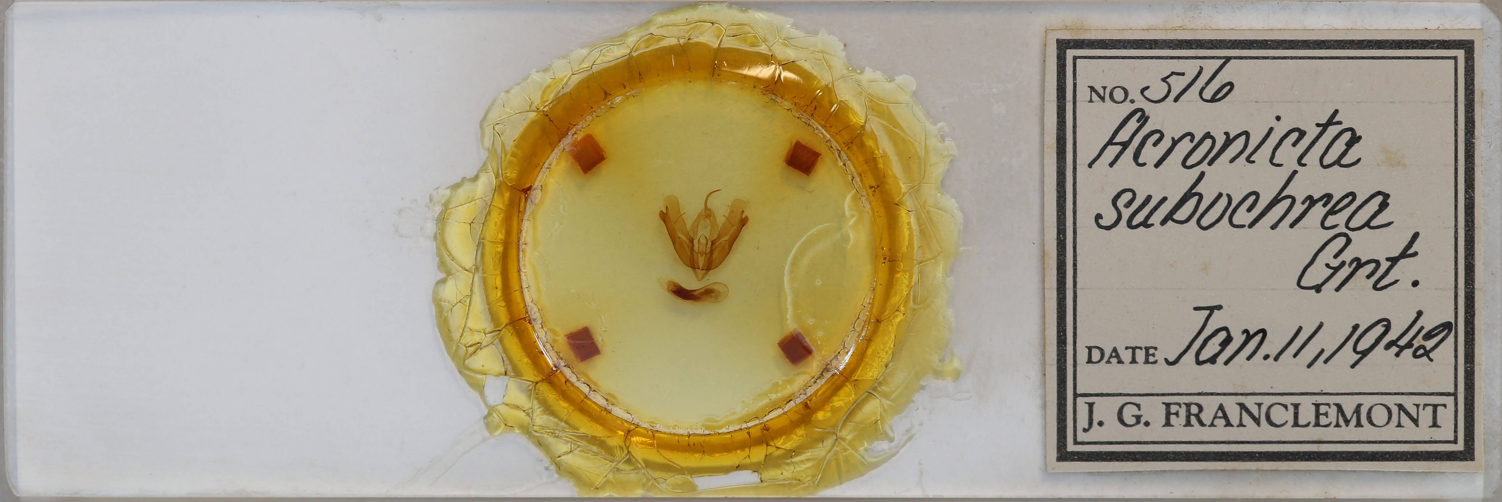 slide view of adult Acronicta hamamelis