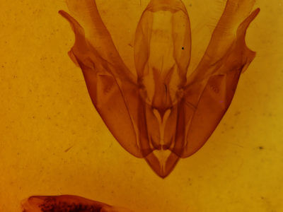 genitalia view of adult Acronicta hasta