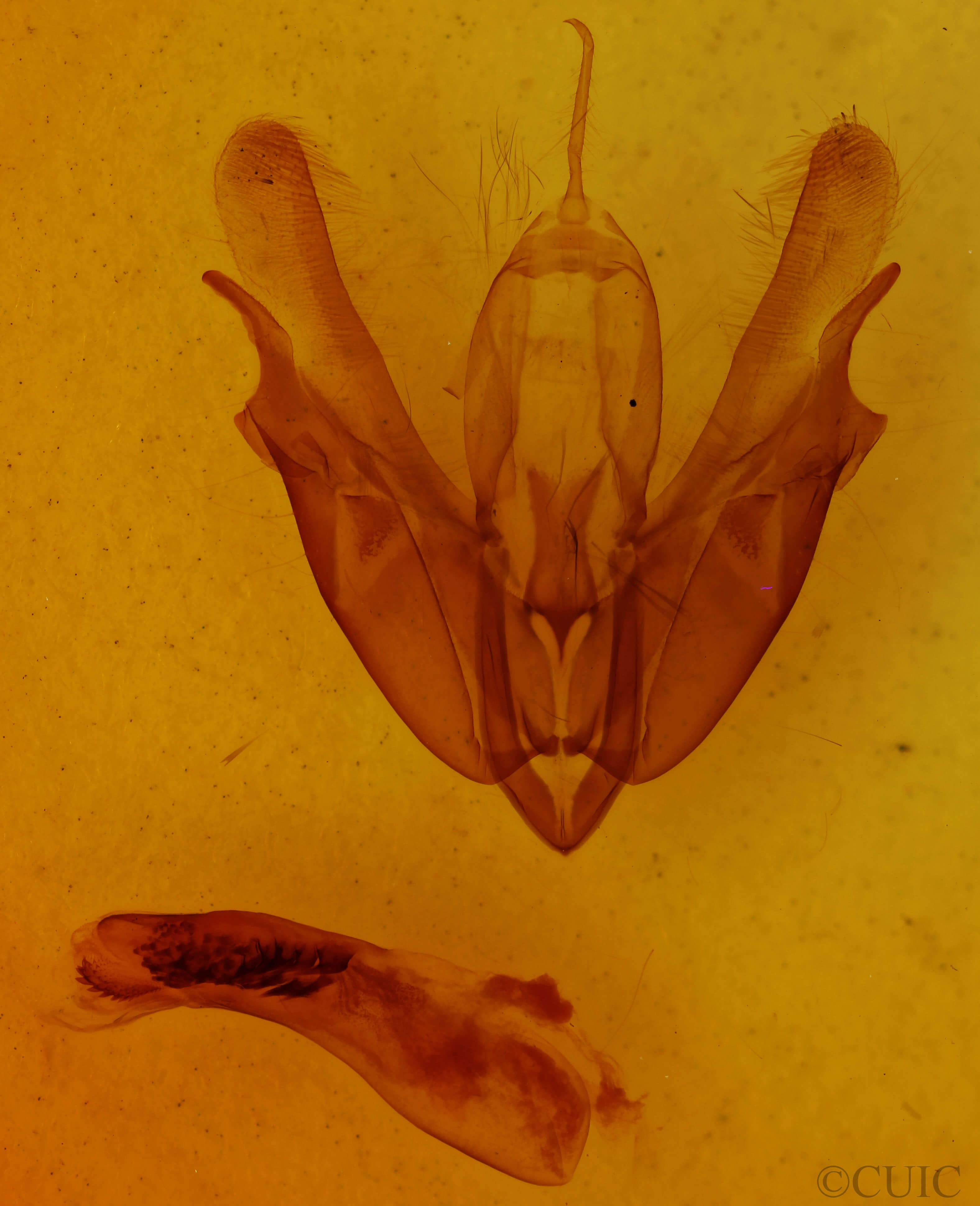 genitalia view of adult Acronicta hasta