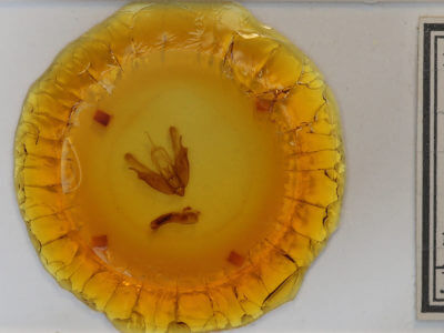 slide view of adult Acronicta hasta