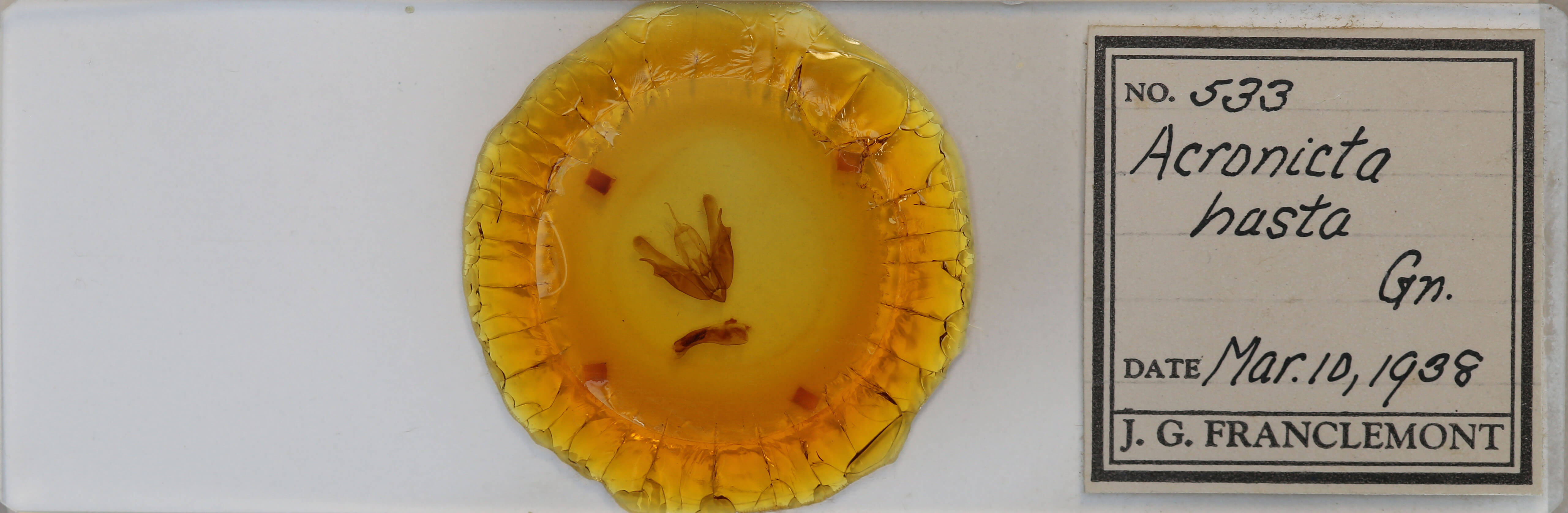 slide view of adult Acronicta hasta