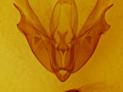 genitalia view of adult Acronicta hastaf