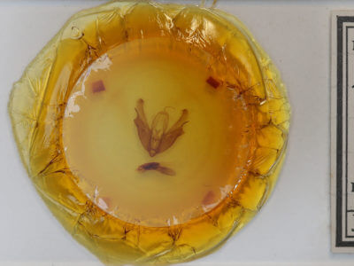 slide view of adult Acronicta hastaf