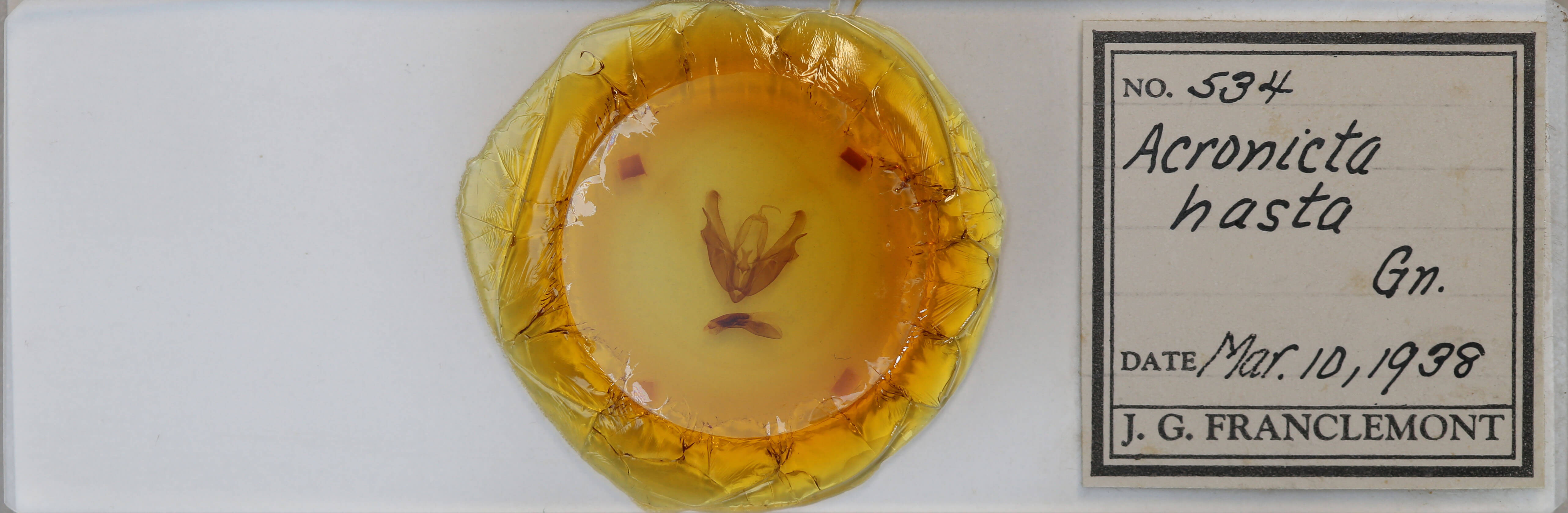 slide view of adult Acronicta hastaf