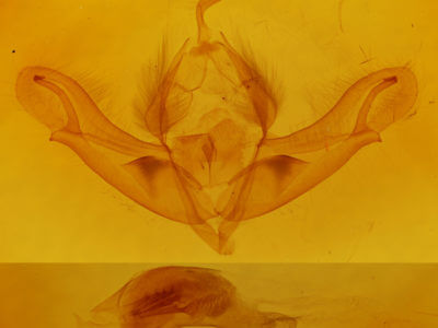 genitalia view of adult Acronicta impleta