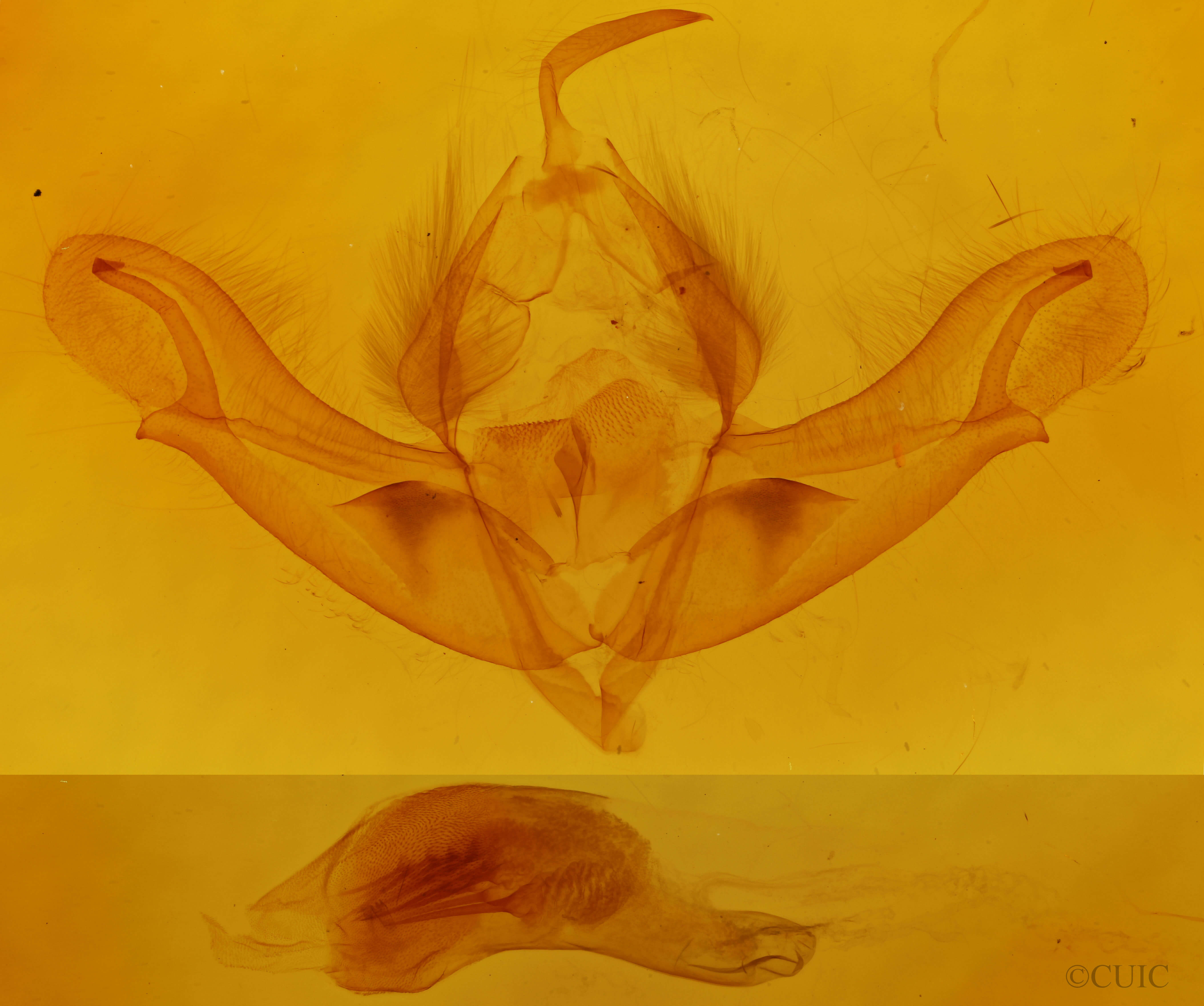 genitalia view of adult Acronicta impleta