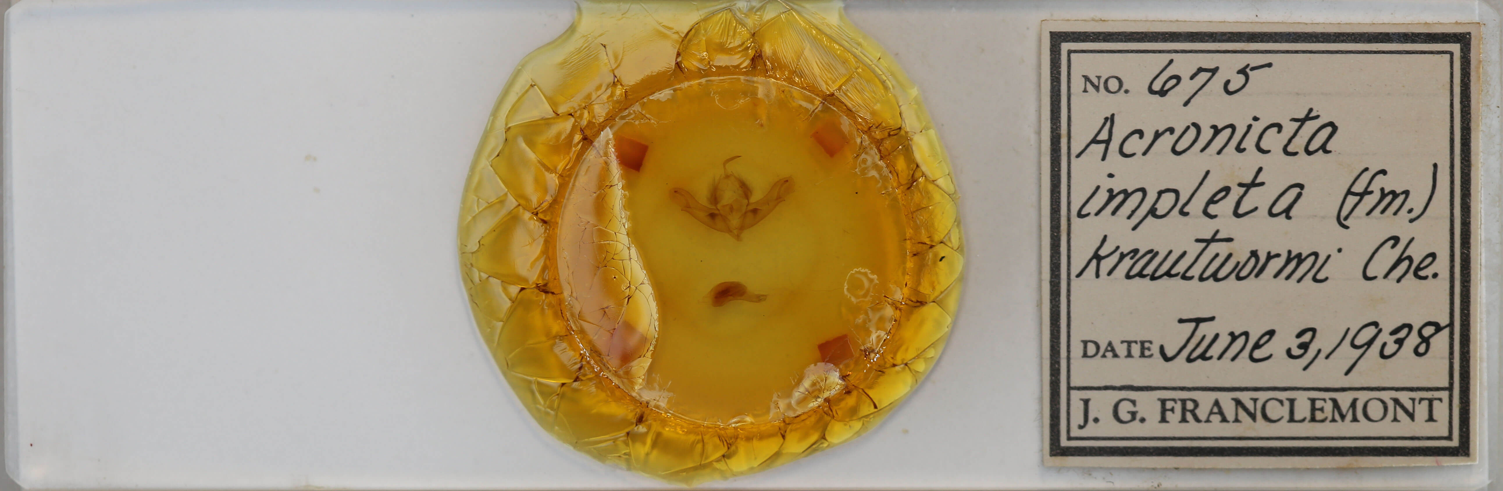 slide view of adult Acronicta impleta