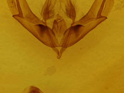 genitalia view of adult Acronicta impleta