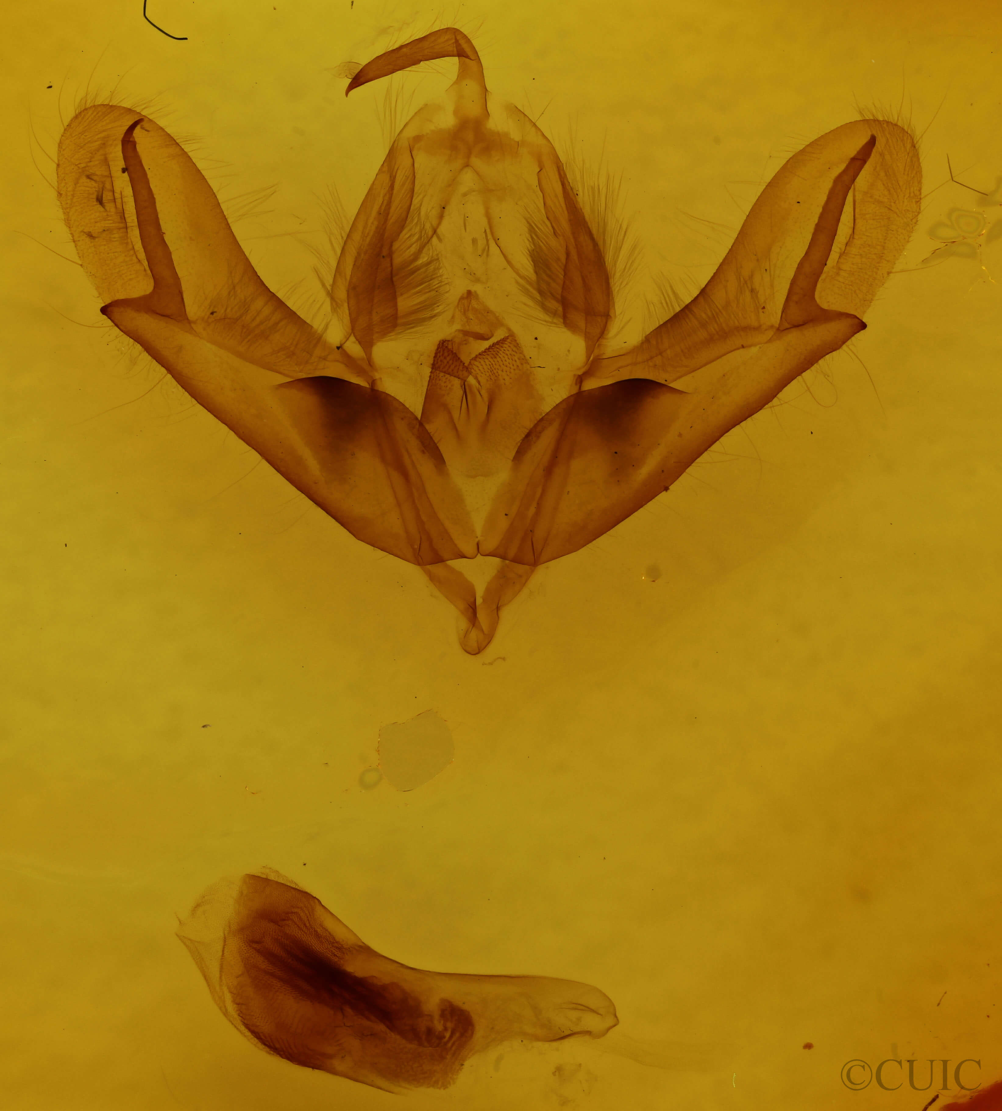 genitalia view of adult Acronicta impleta