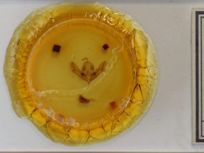 slide view of adult Acronicta impleta