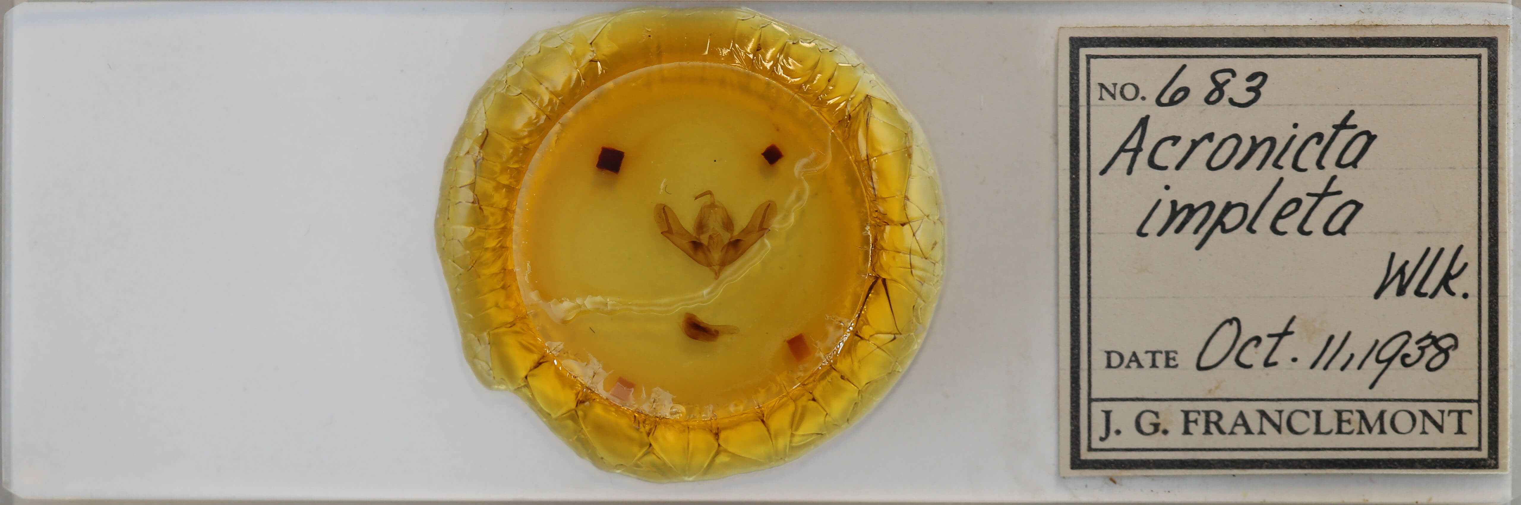 slide view of adult Acronicta impleta