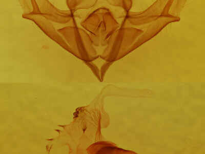 genitalia view of adult Acronicta impressa