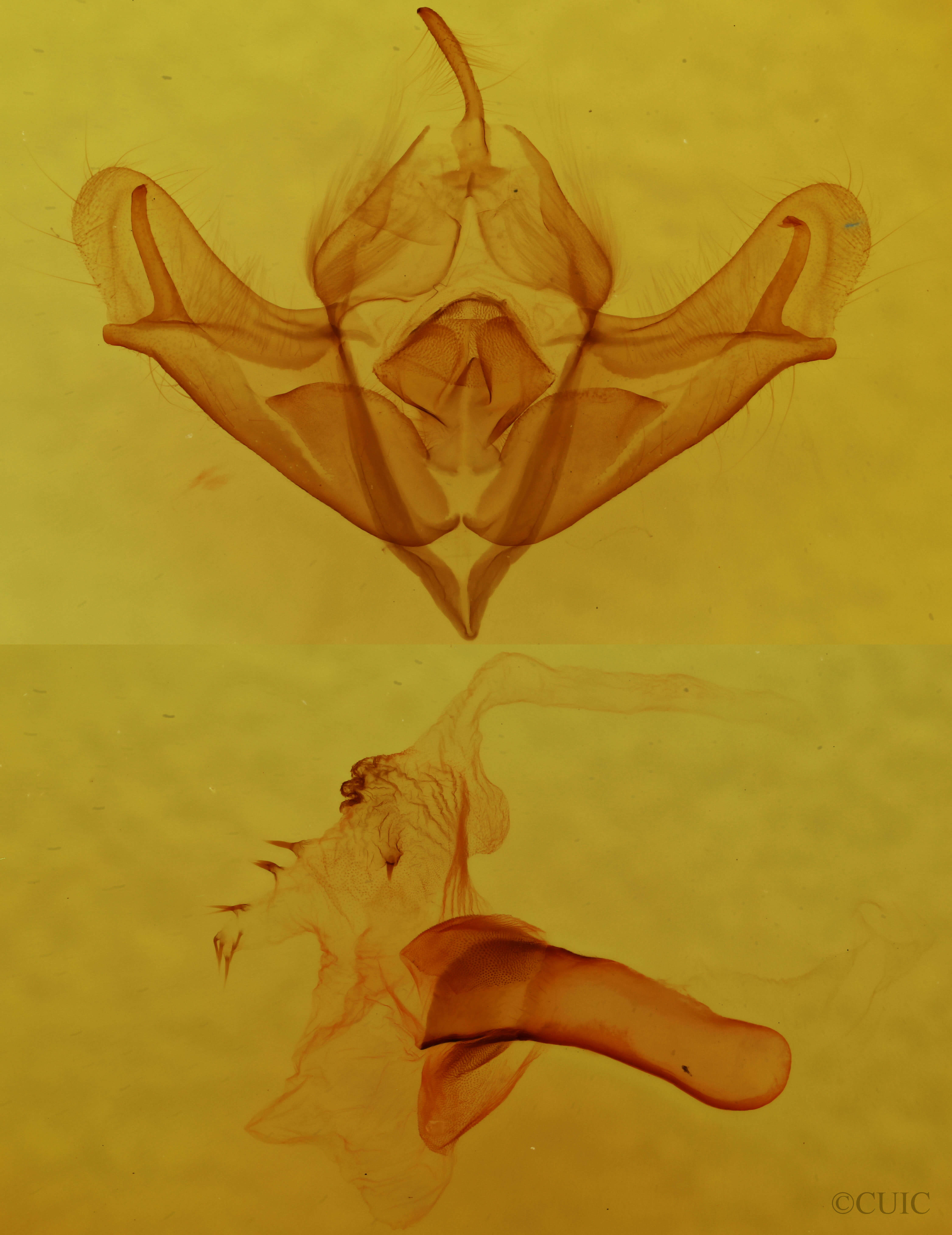 genitalia view of adult Acronicta impressa