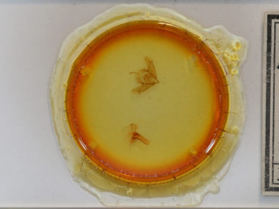 slide view of adult Acronicta impressa