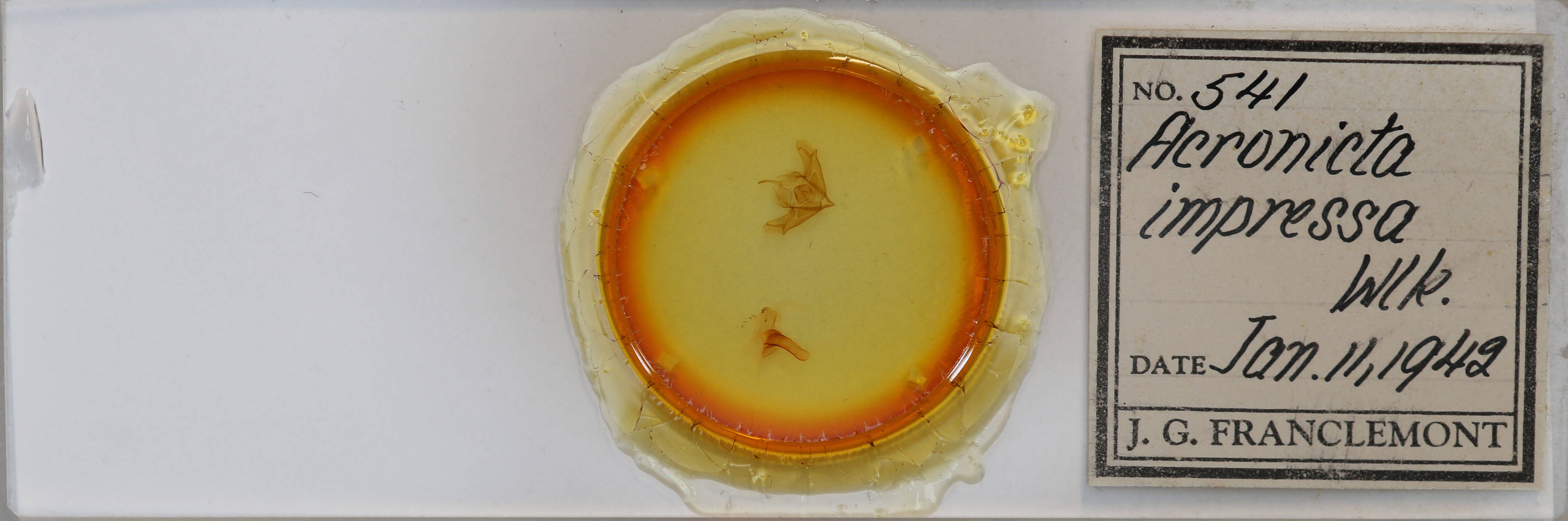 slide view of adult Acronicta impressa