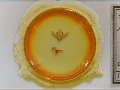 slide view of adult Acronicta impressa