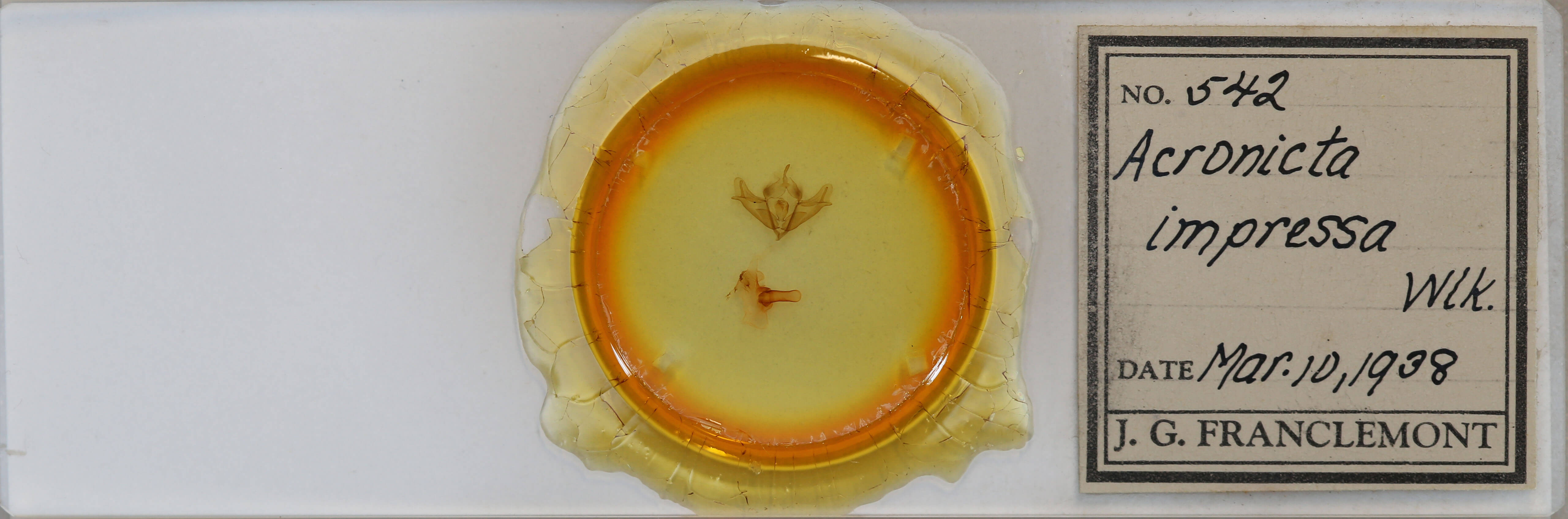 slide view of adult Acronicta impressa