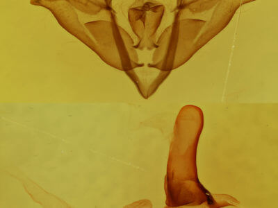 genitalia view of adult Acronicta impressa