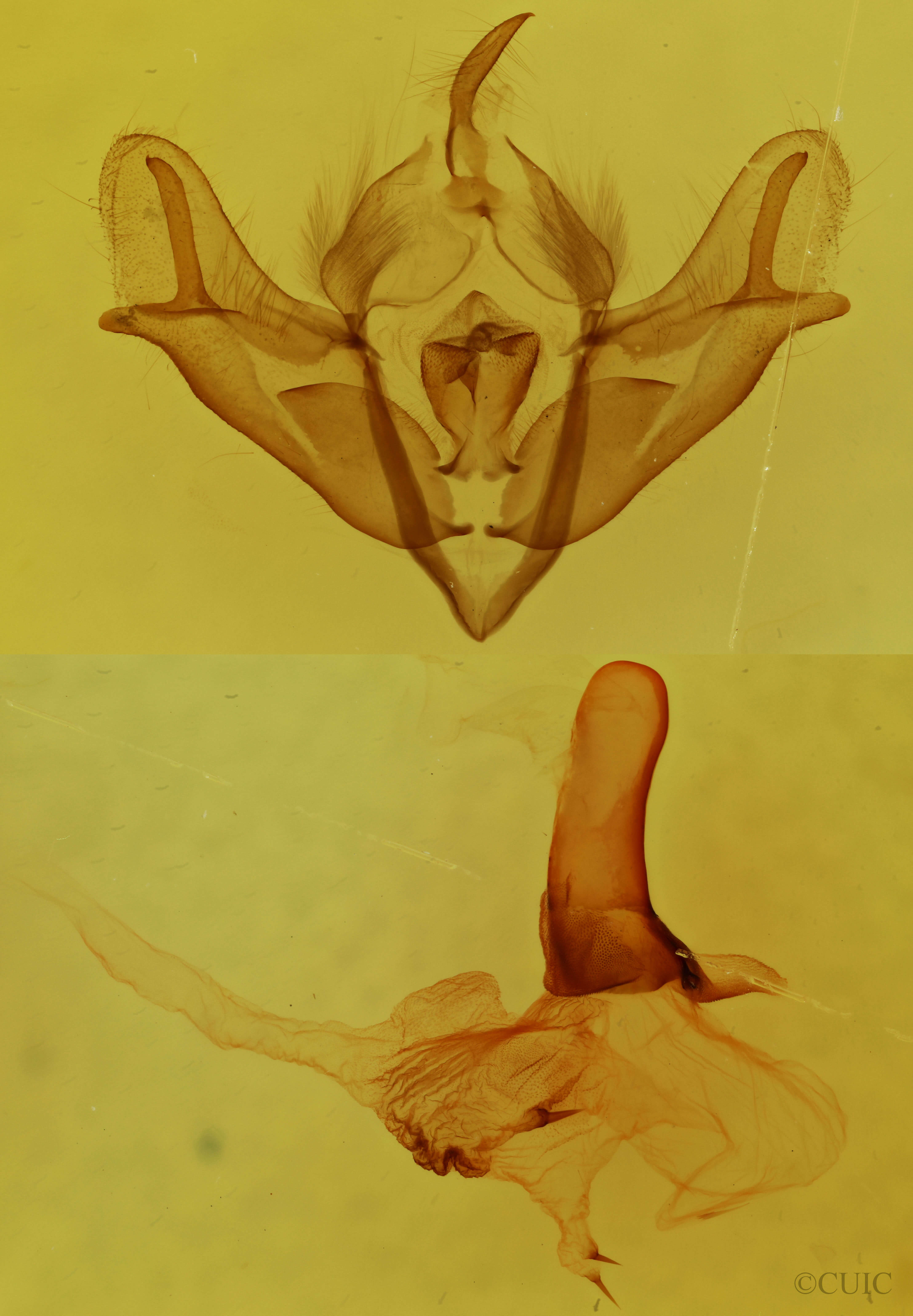 genitalia view of adult Acronicta impressa