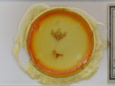 slide view of adult Acronicta impressa