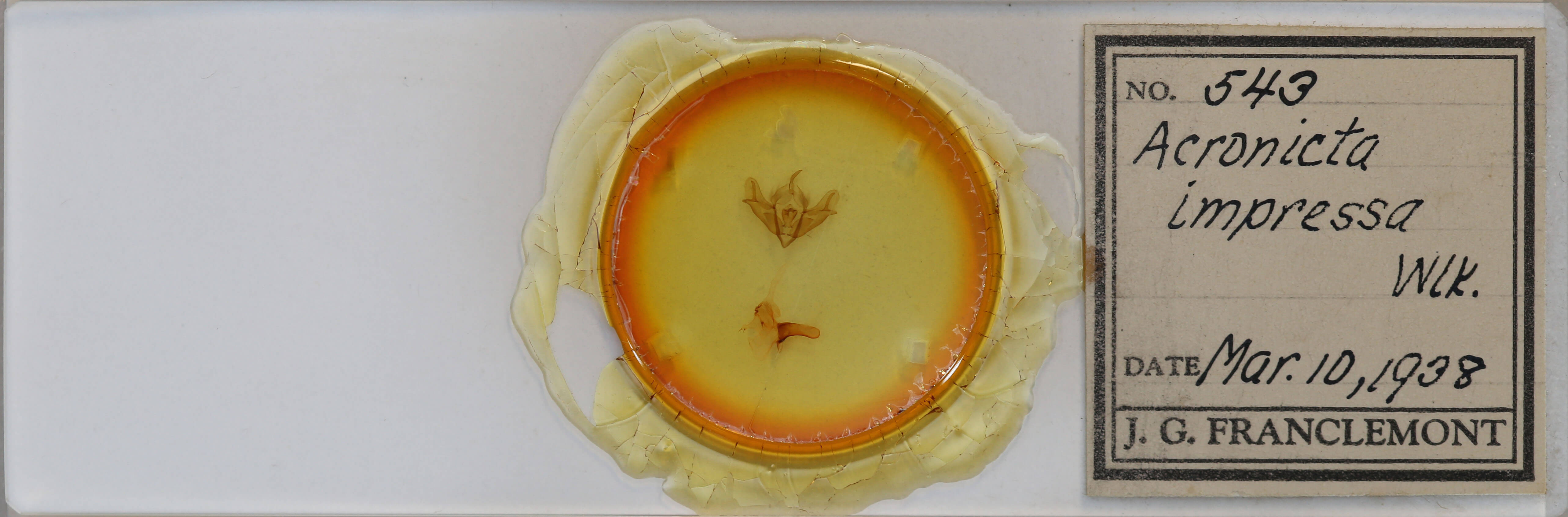 slide view of adult Acronicta impressa