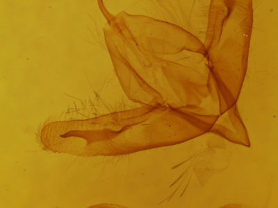 genitalia view of adult Acronicta increta
