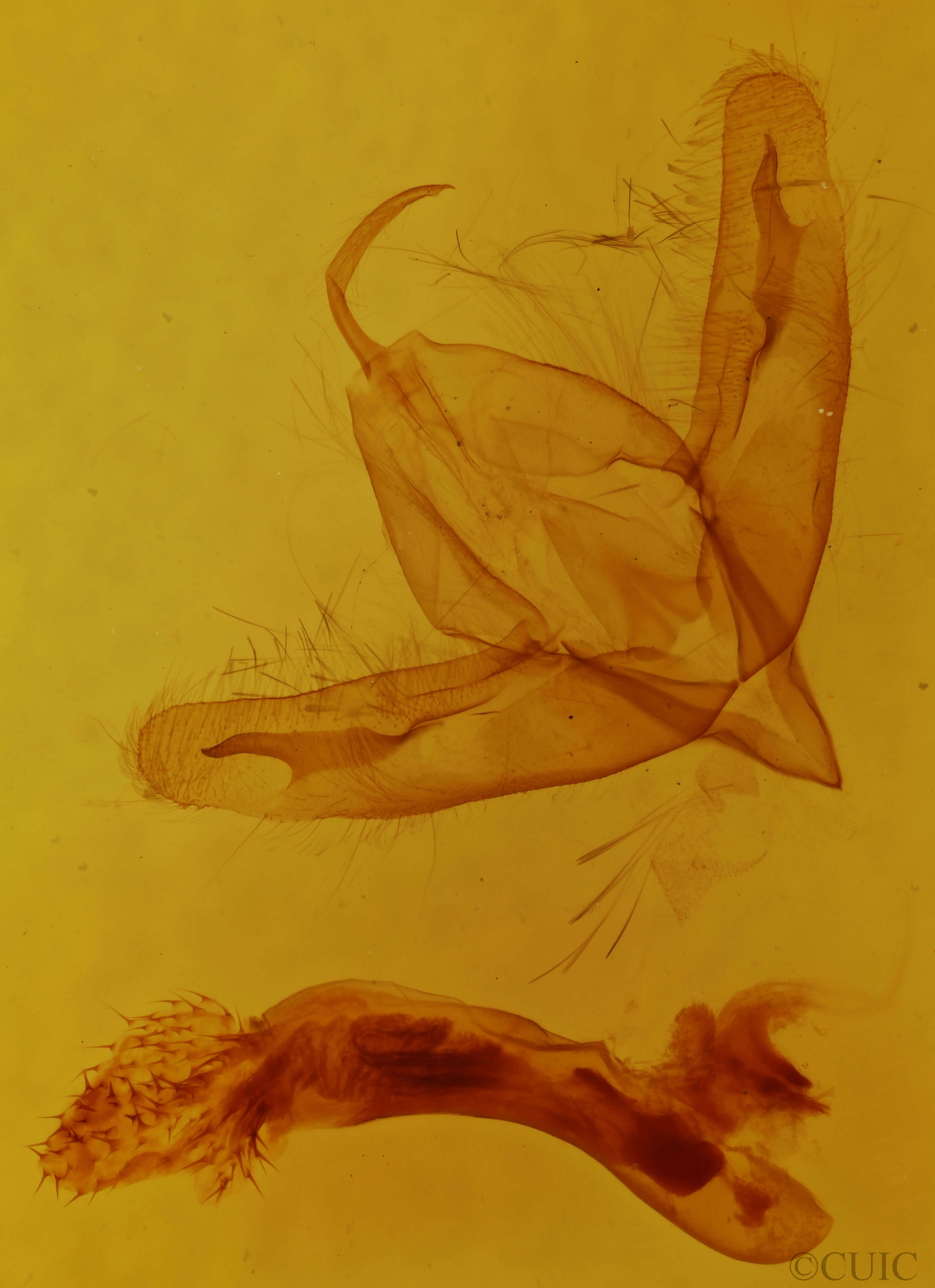 genitalia view of adult Acronicta increta