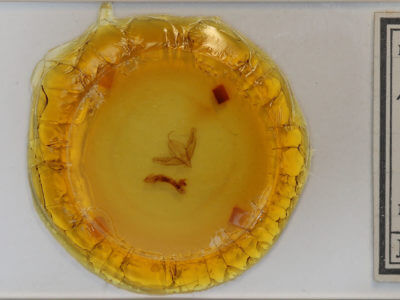 slide view of adult Acronicta increta