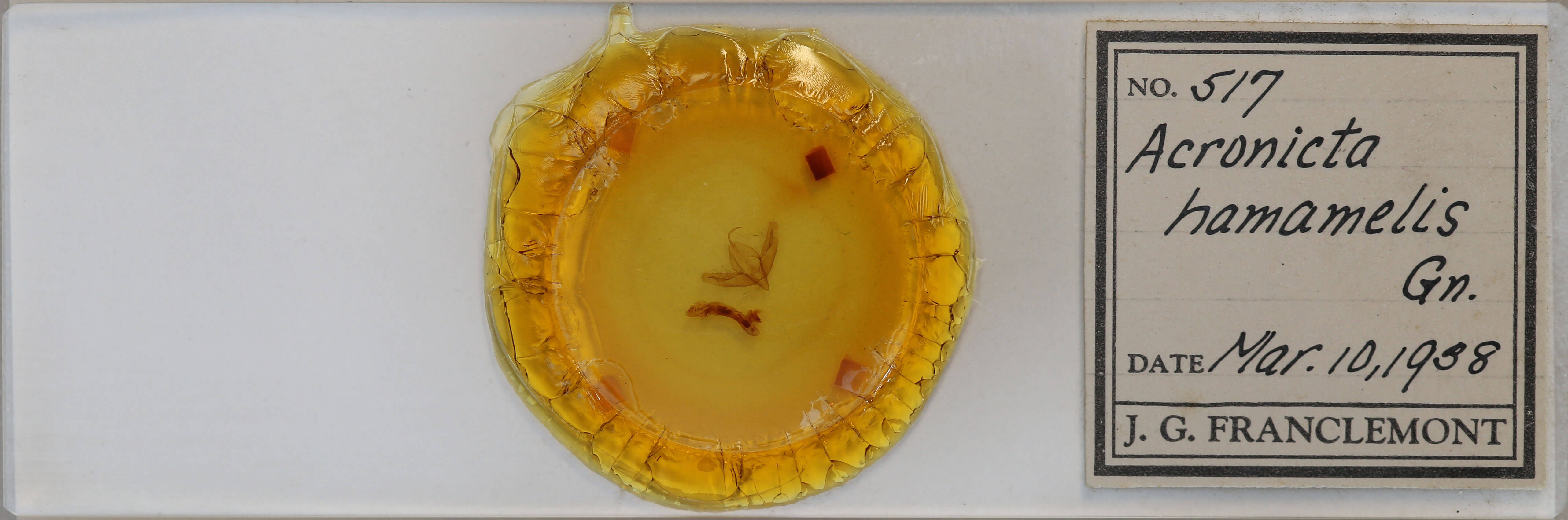 slide view of adult Acronicta increta