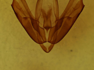 genitalia view of adult Acronicta innotata