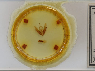 slide view of adult Acronicta innotata