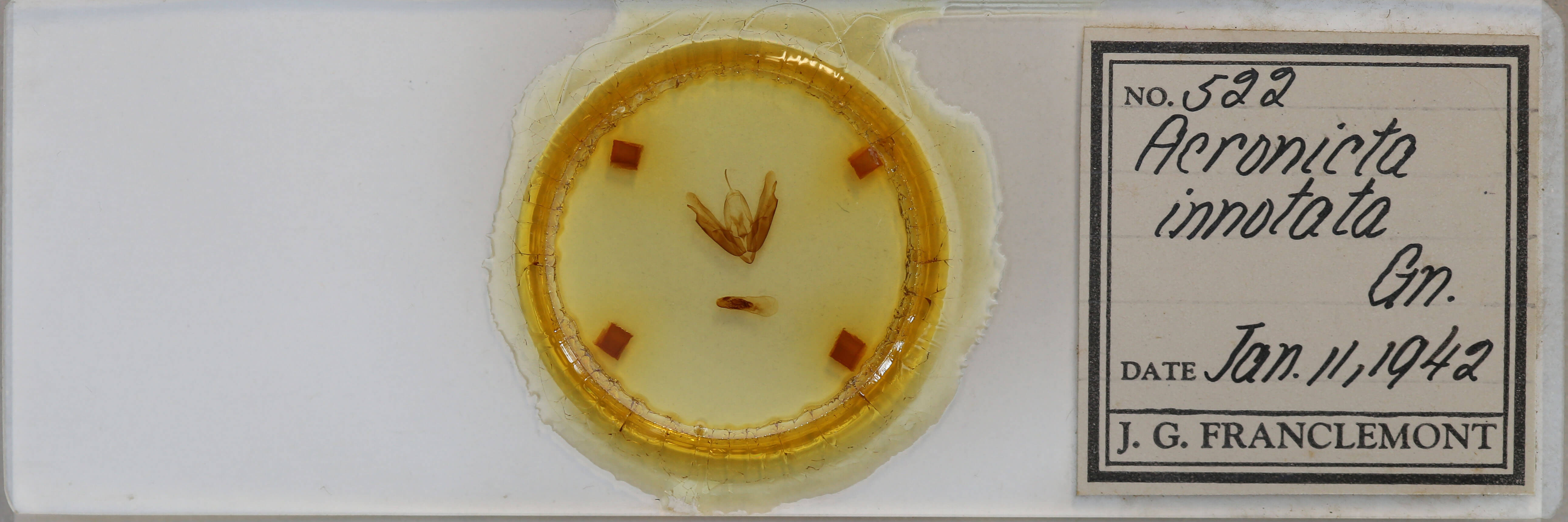 slide view of adult Acronicta innotata