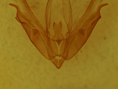 genitalia view of adult Acronicta interrupta